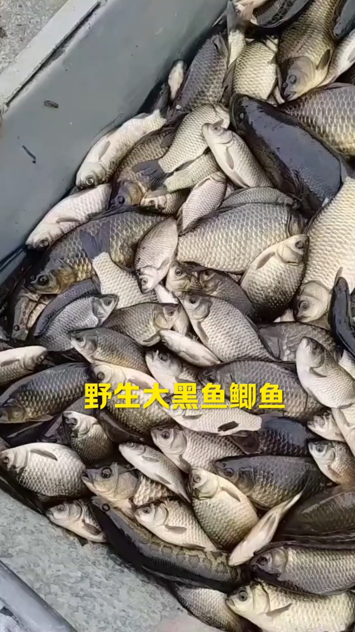 野生大黑鱼鲫鱼