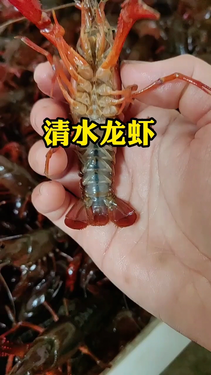 清水龙虾肉质紧实饱满口感极佳。