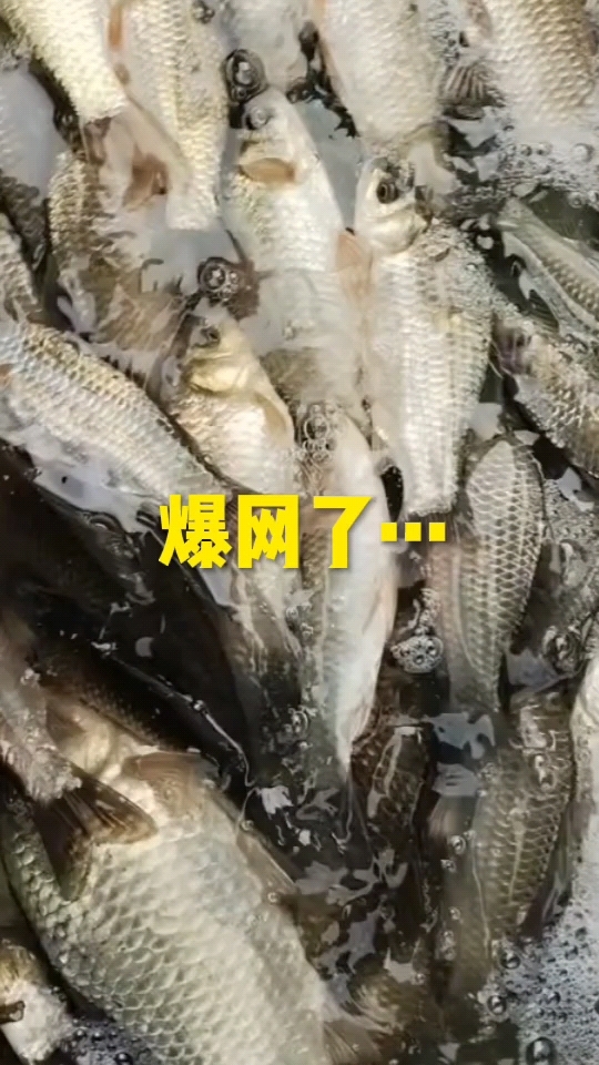 微山湖野生鱼