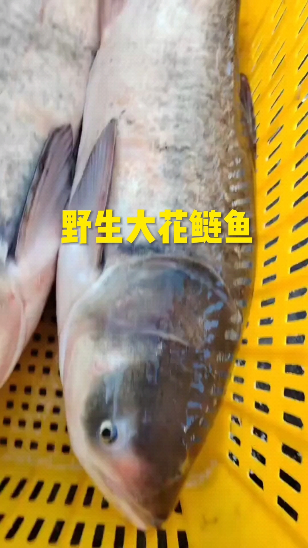 野生花鲢鱼胖头鱼