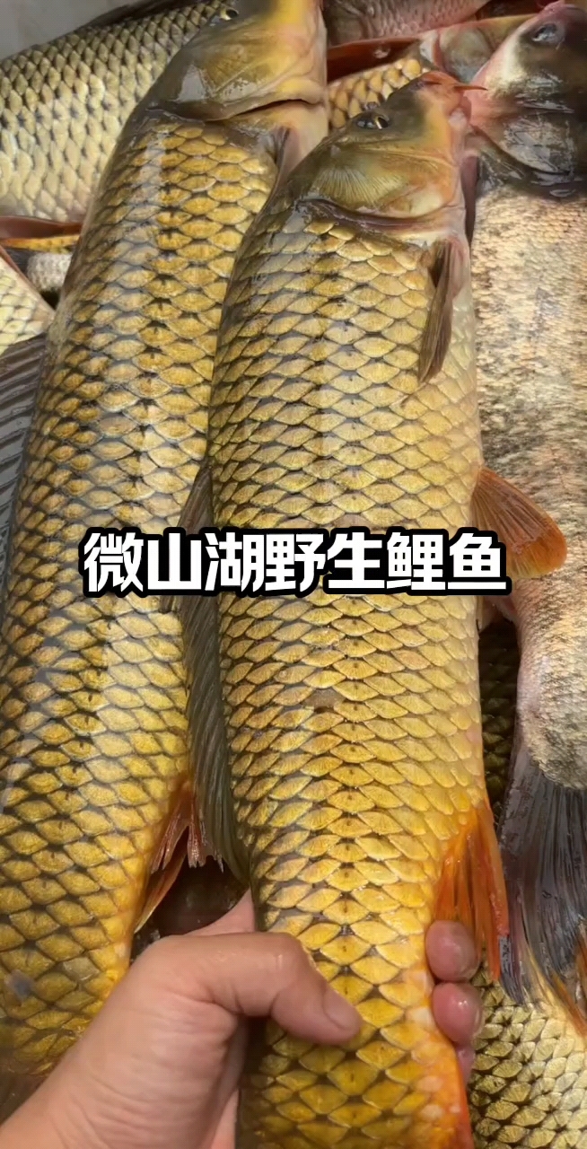 微山湖野生鲤鱼,花鲢鱼。喜欢的朋友点赞评论一下。
