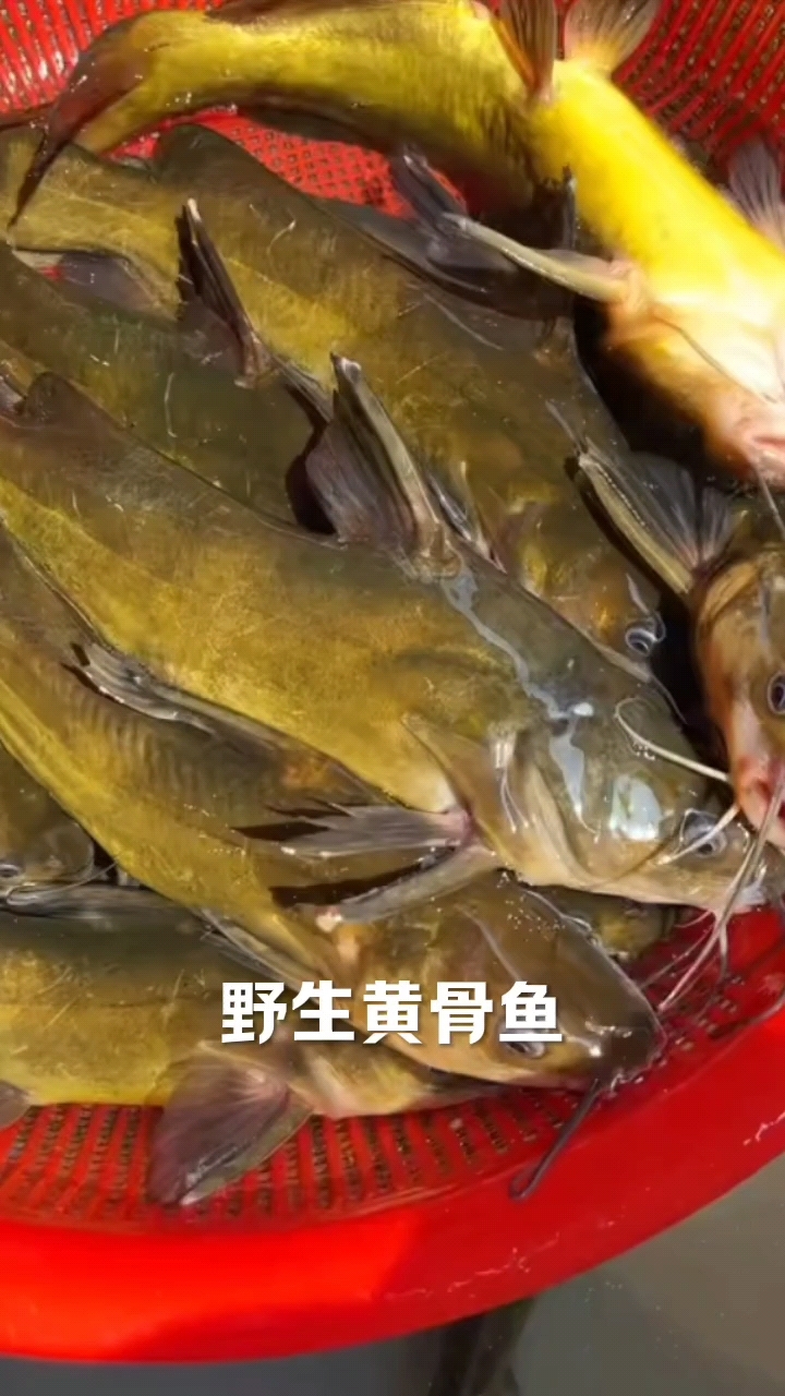 黄骨鱼也叫黄颡鱼,昂刺鱼。喜欢吃野生鱼的关注一下。