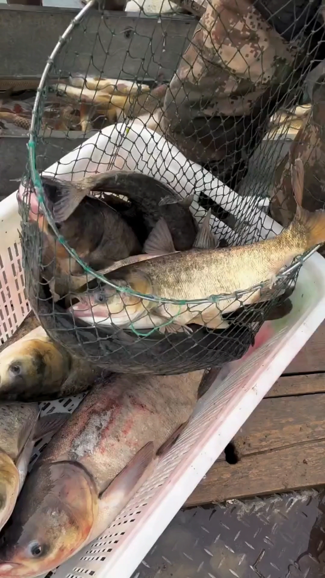 野生花鲢鱼 胖头鱼 白鲢鱼 鲤鱼 鲫鱼 扁鱼。全部纯野生鱼