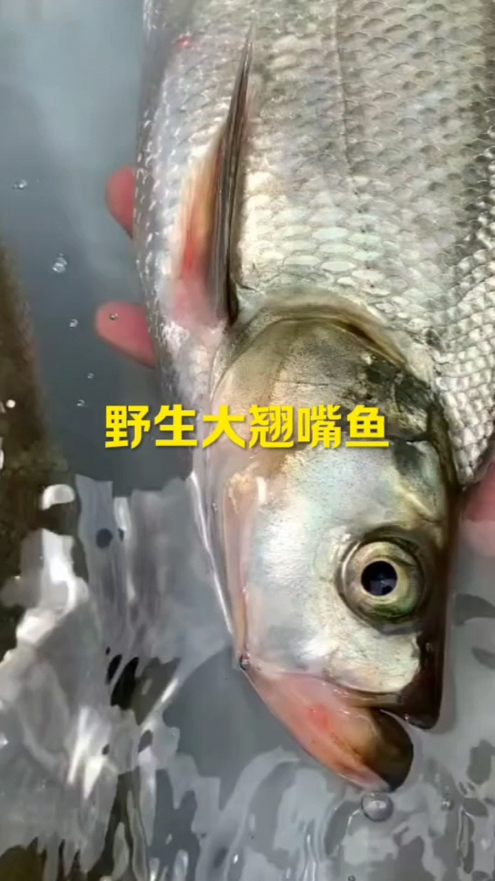 翘嘴鱼～野生大翘嘴