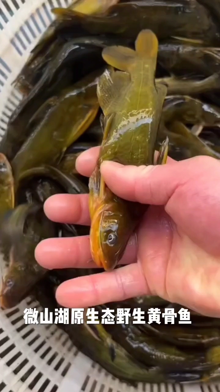 野生昂刺鱼～黄骨鱼。喜欢吃野生鱼的朋友点个关注。