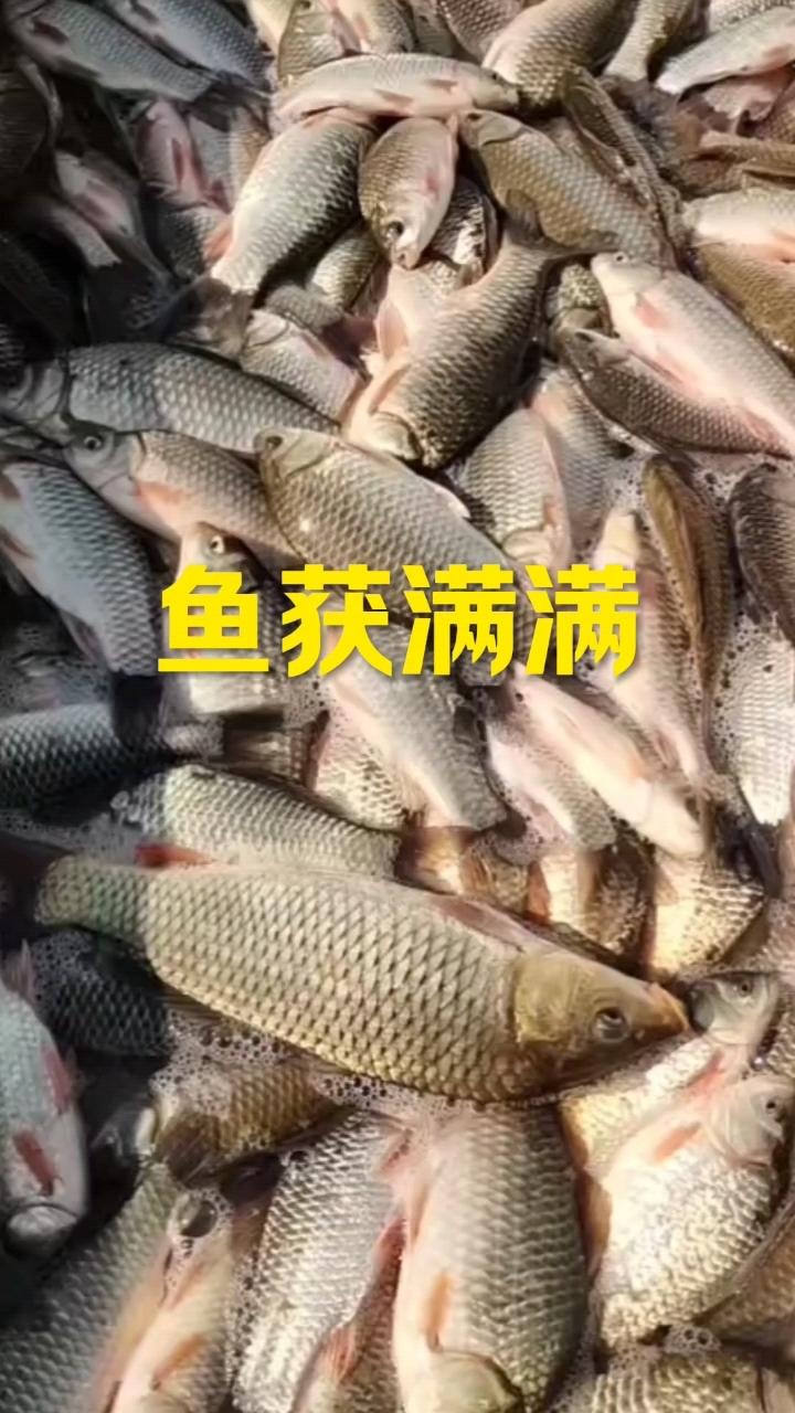 野生鲫鱼爆网,各种野生鱼。喜欢吃鱼的朋友点个关注。