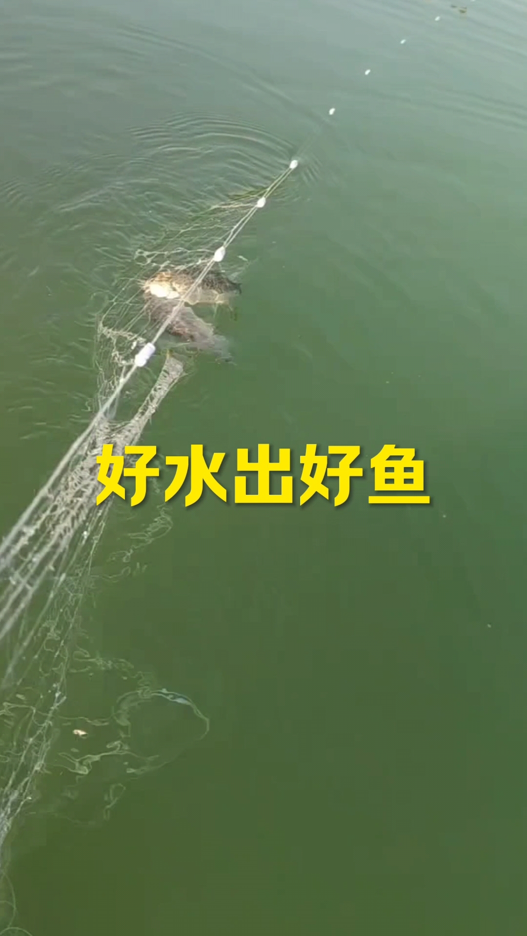 野生鲫鱼 鲤鱼 鳜鱼 翘嘴鱼 草鱼 花鲢鱼 黑鱼 昂刺鱼。