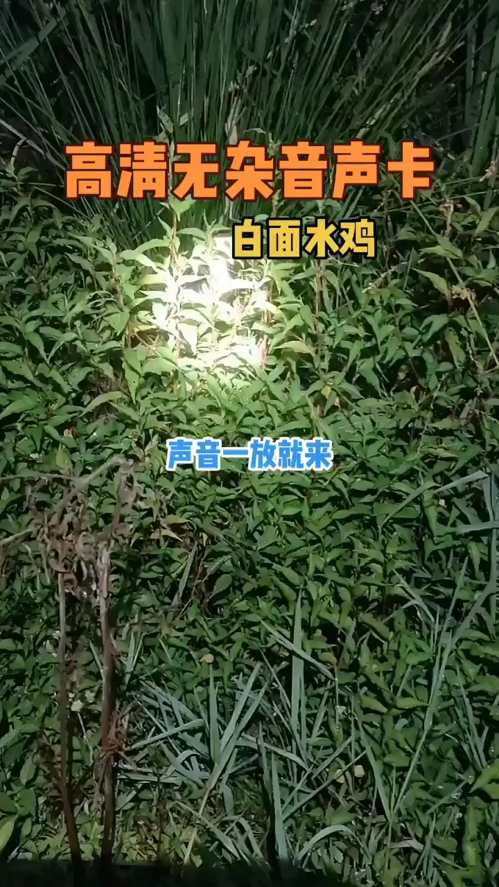 白面水鸡叫声音卡分享