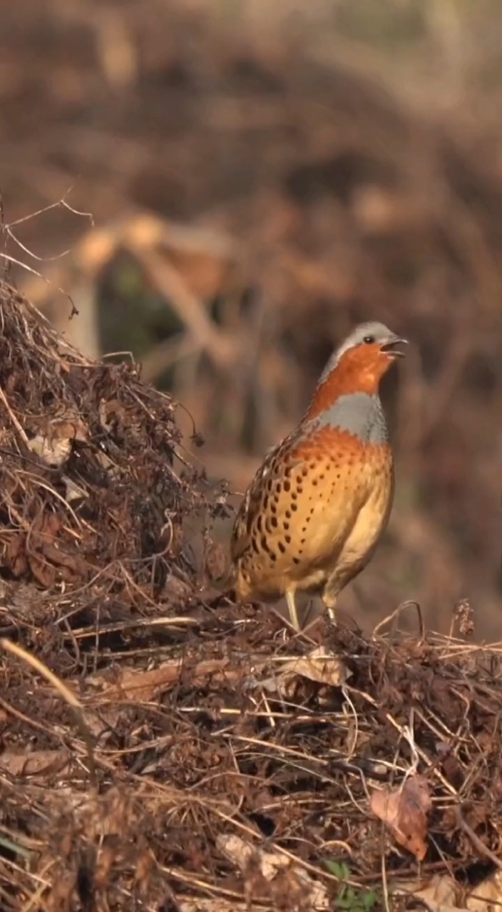 竹鸡公大叫声音分享