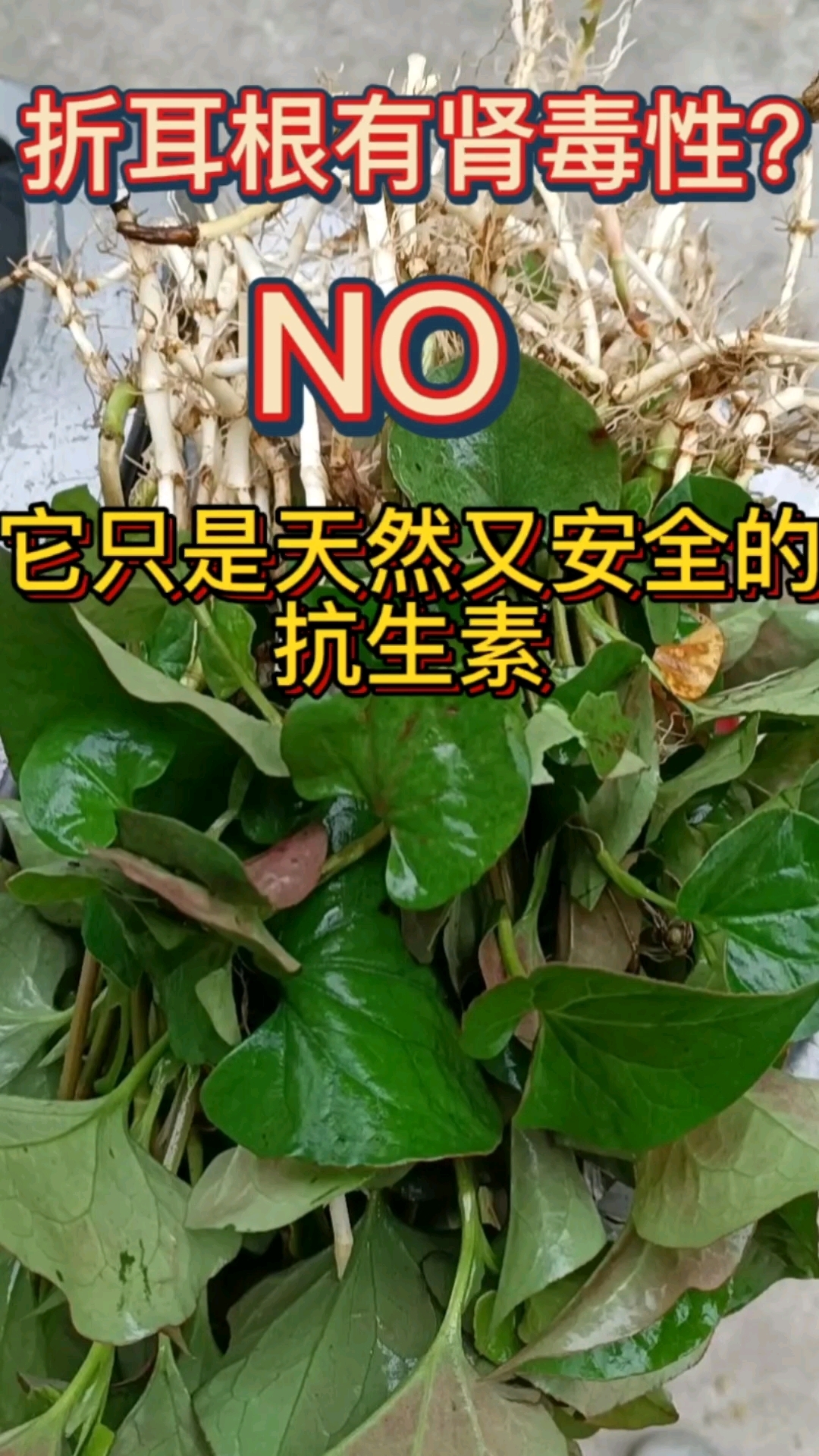 鱼腥草有毒吗?除非一天吃够4斤。它还是天然又安全的抗生素