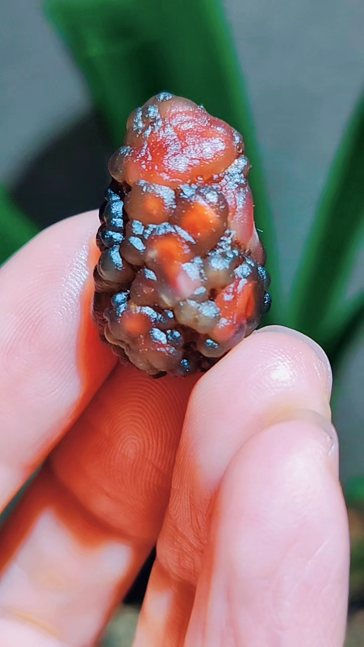 葡萄美酒夜光杯