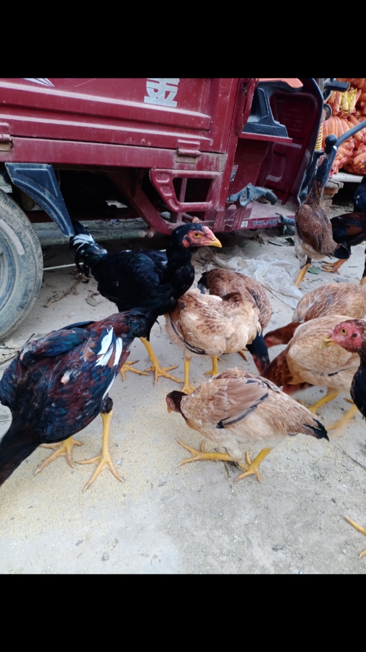 开封宫廷御鸡,黥中原红中原斗鸡独霸一方,串鸡用是最好的选择