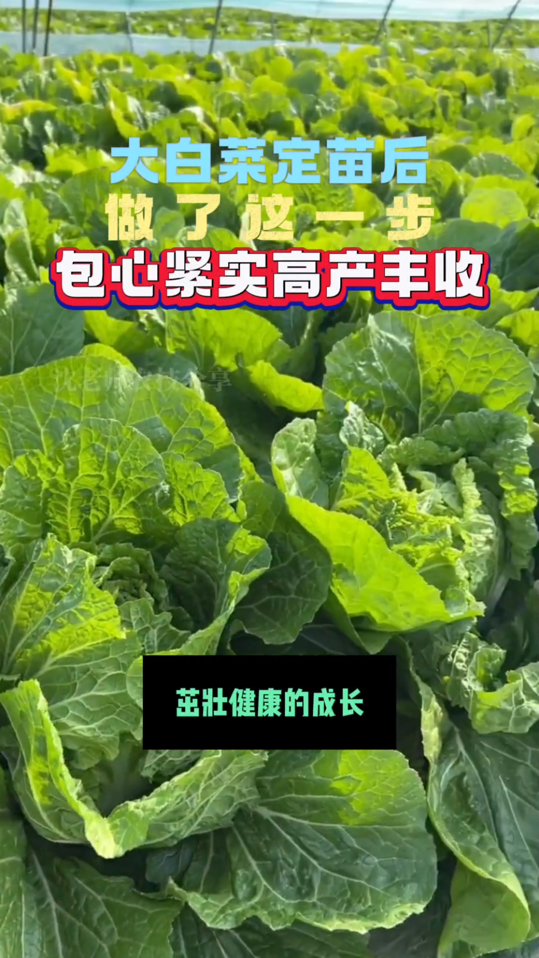 白菜高产防病秘诀!!!