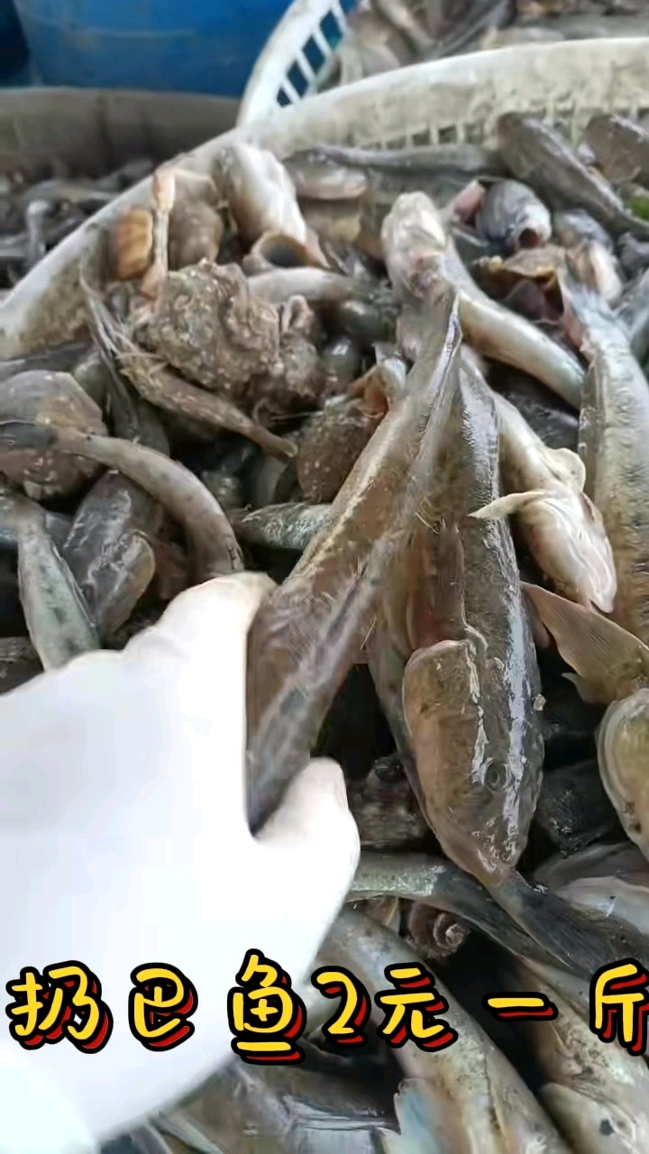 纯野生海洋扔巴鱼2元一斤,地球上最便宜的鱼