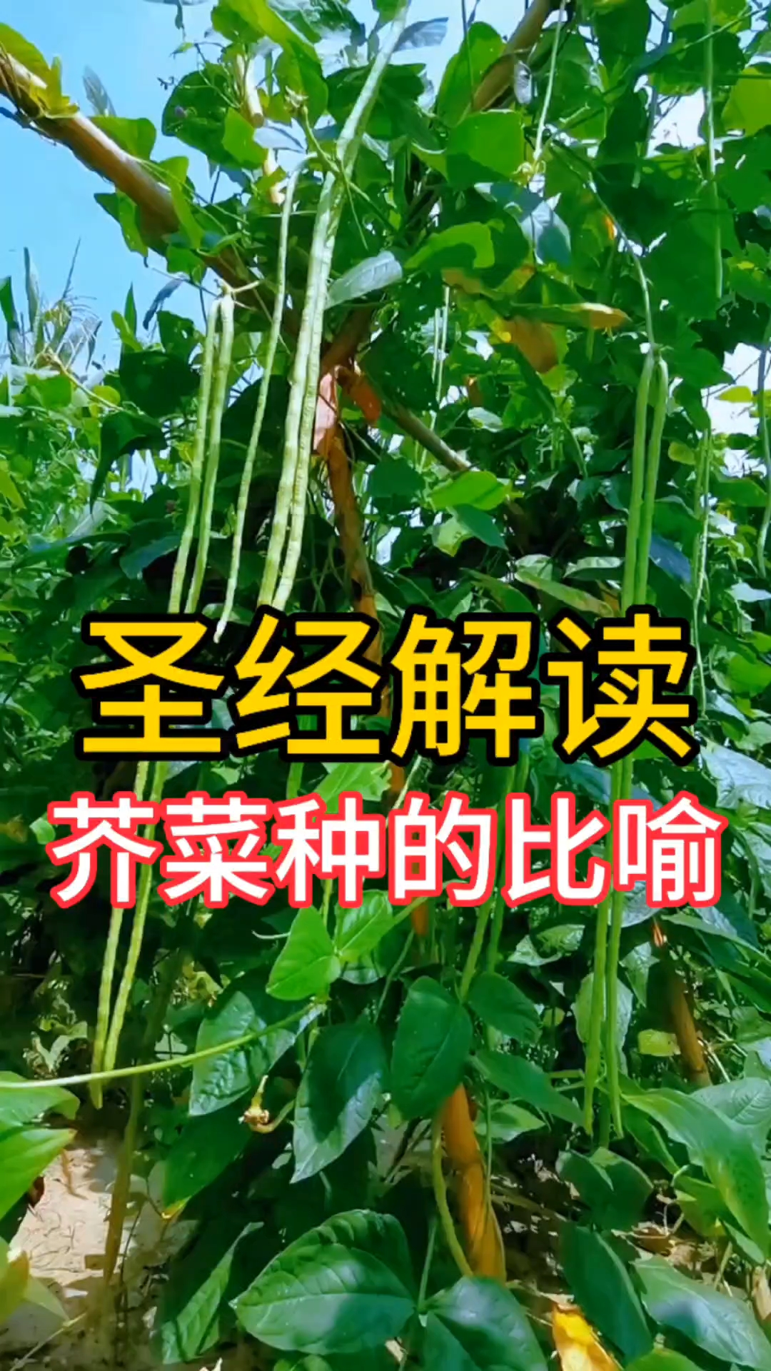 圣经解读:芥菜种的比喻是什么意思?