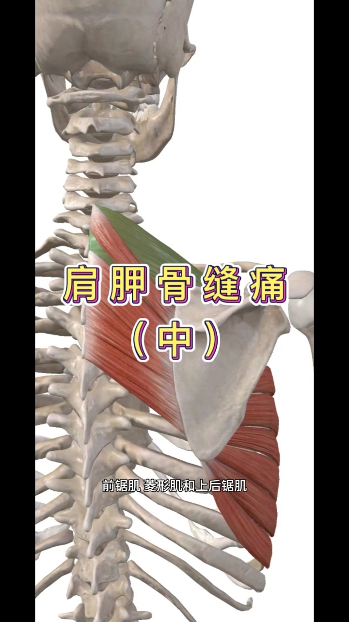 #菱形肌 #手法 #运动康复 #肌肉解剖