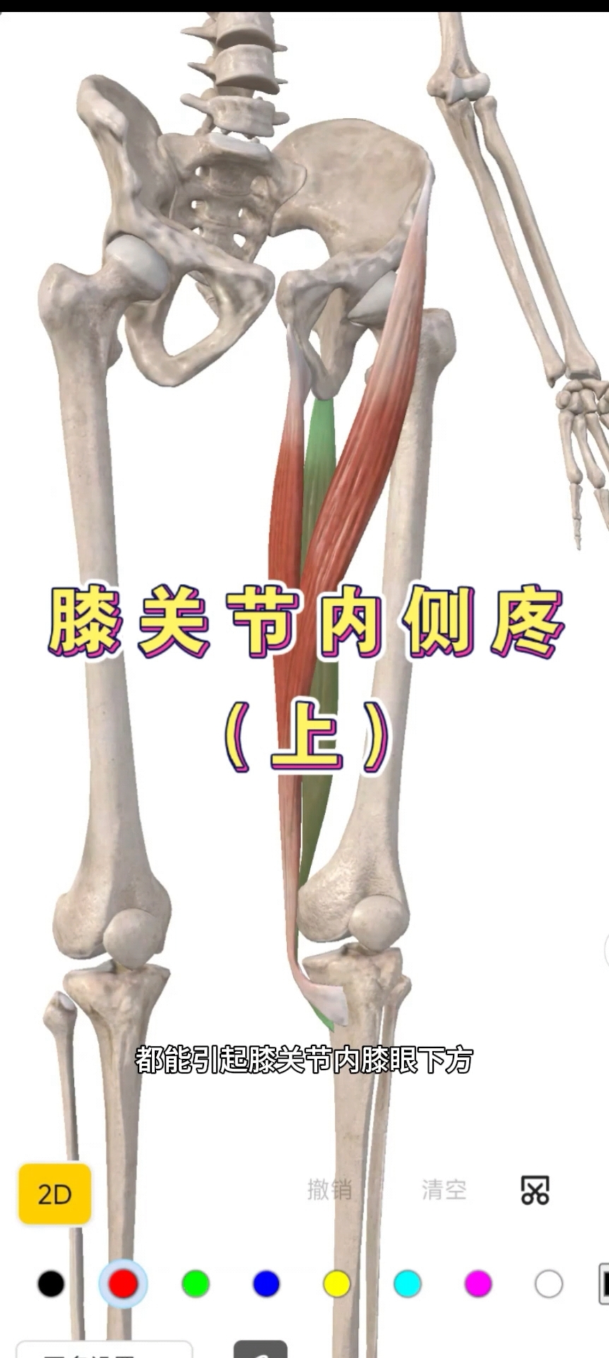 #膝关节 #缝匠肌 #手法 #运动康复 #肌肉解剖