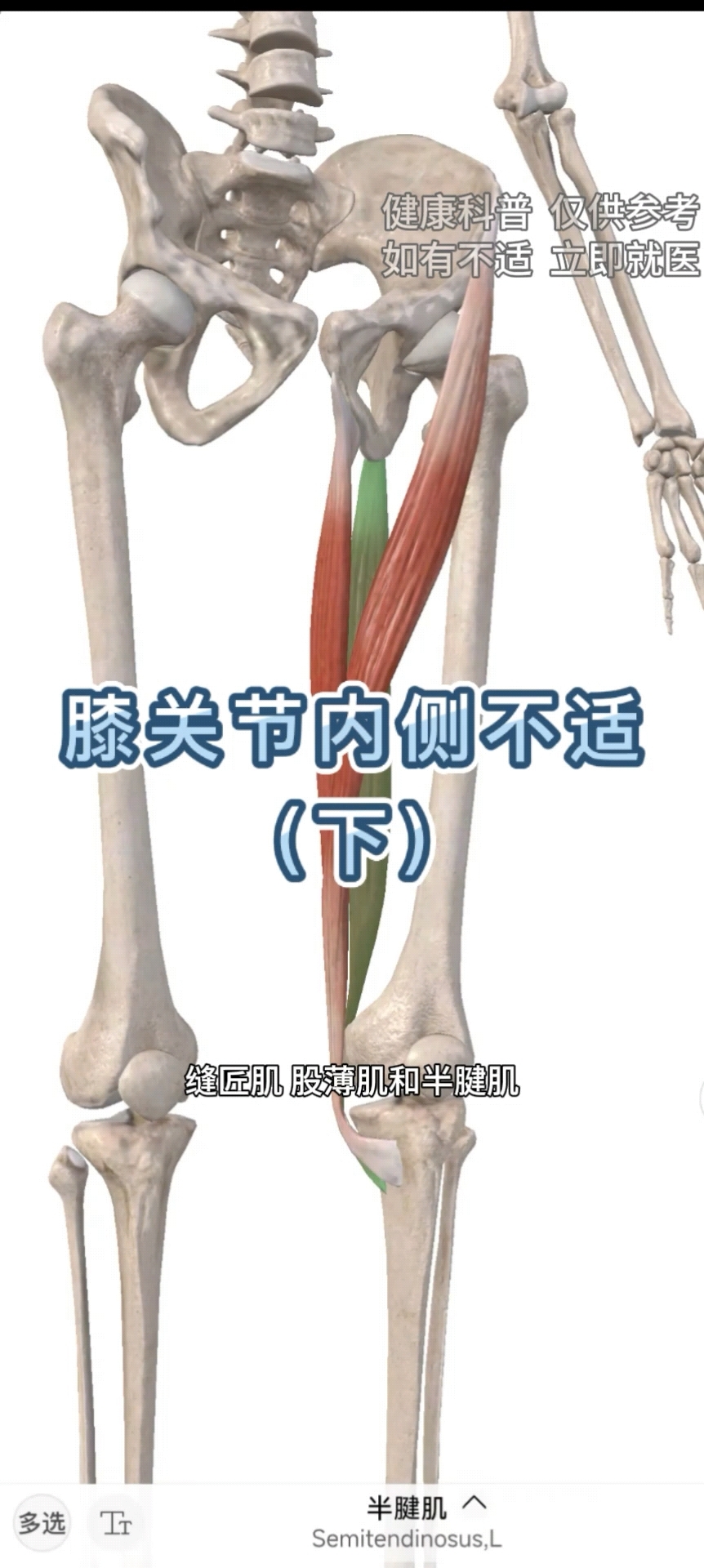 #膝关节 #肌肉解剖 #健康科普 #如有不适请就医