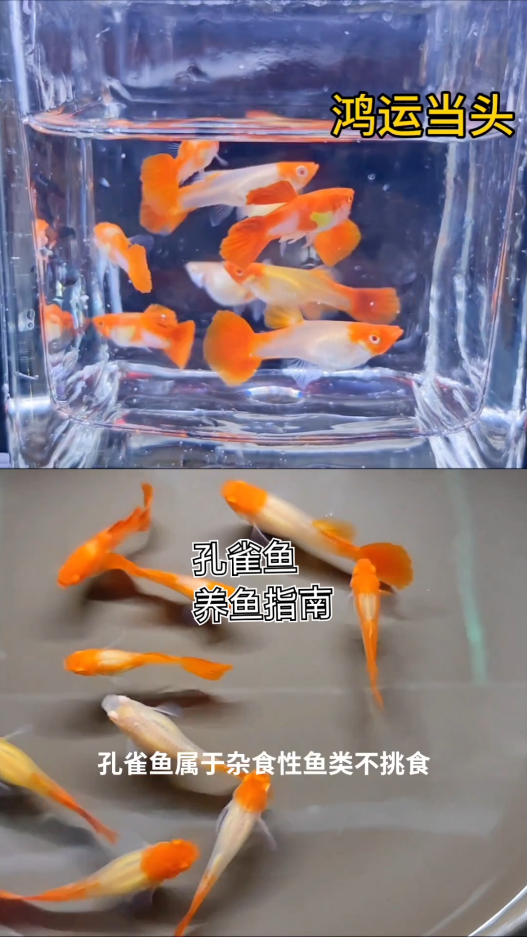 孔雀鱼 养鱼指南