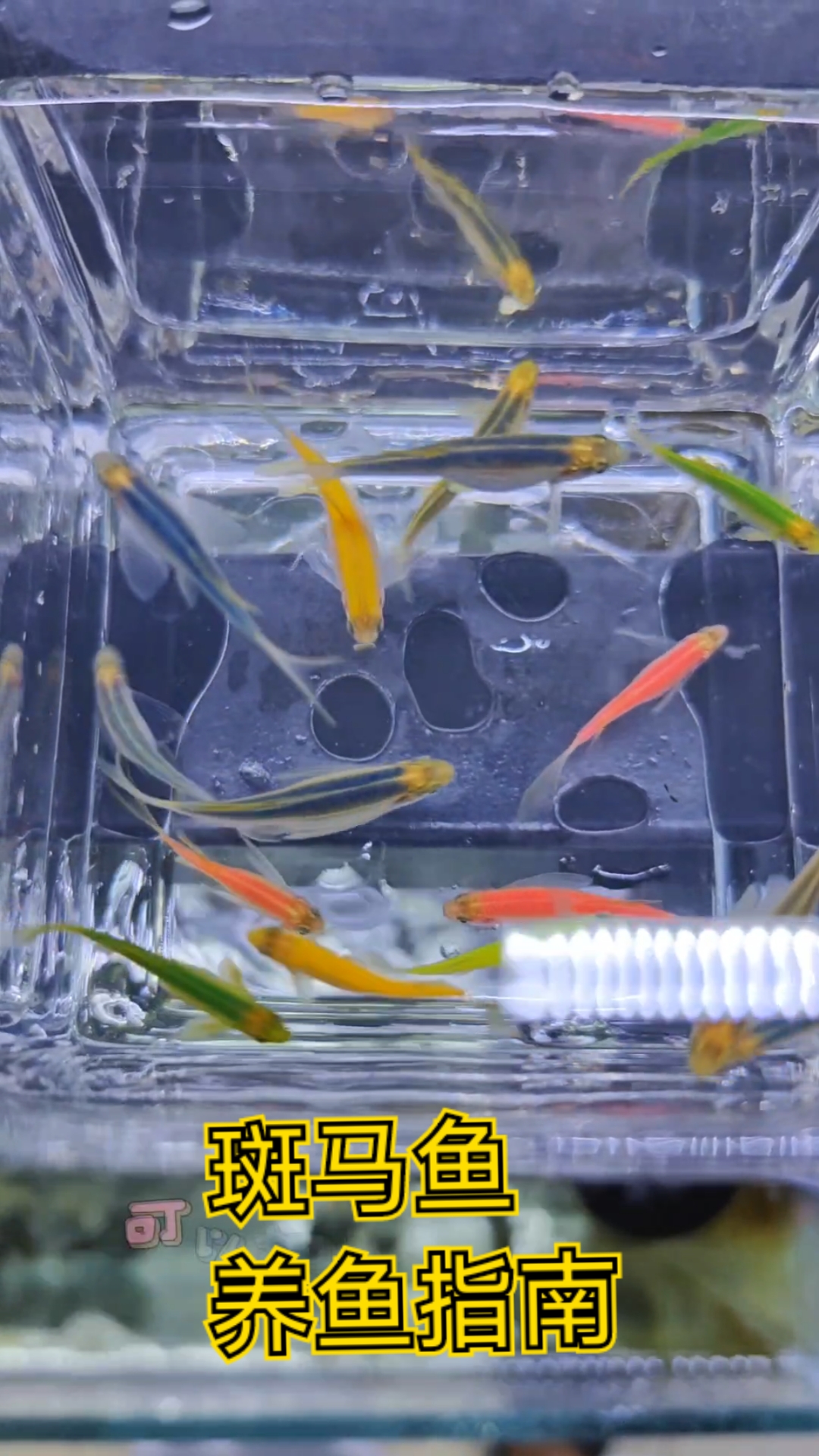 斑马鱼饲养指南