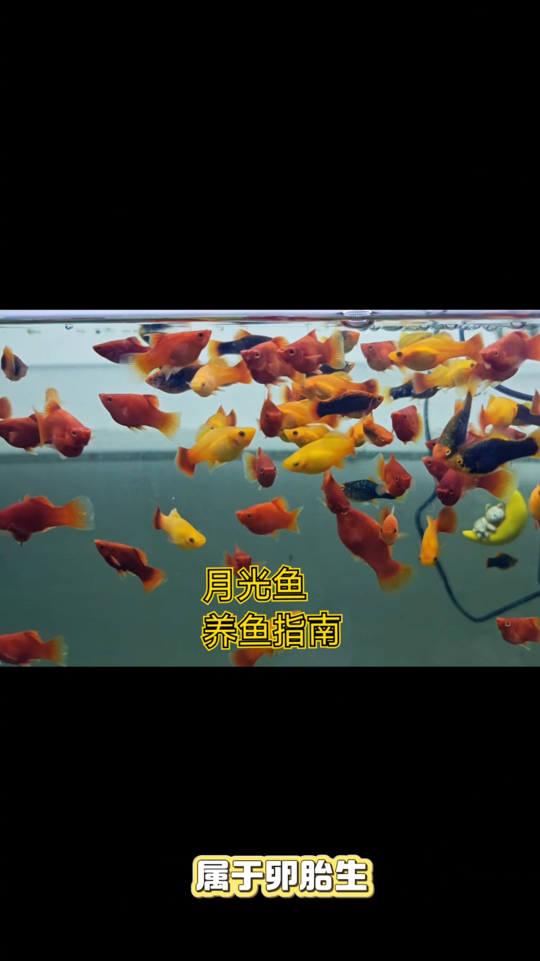 月光鱼 米奇鱼 牡丹鱼 养鱼指南