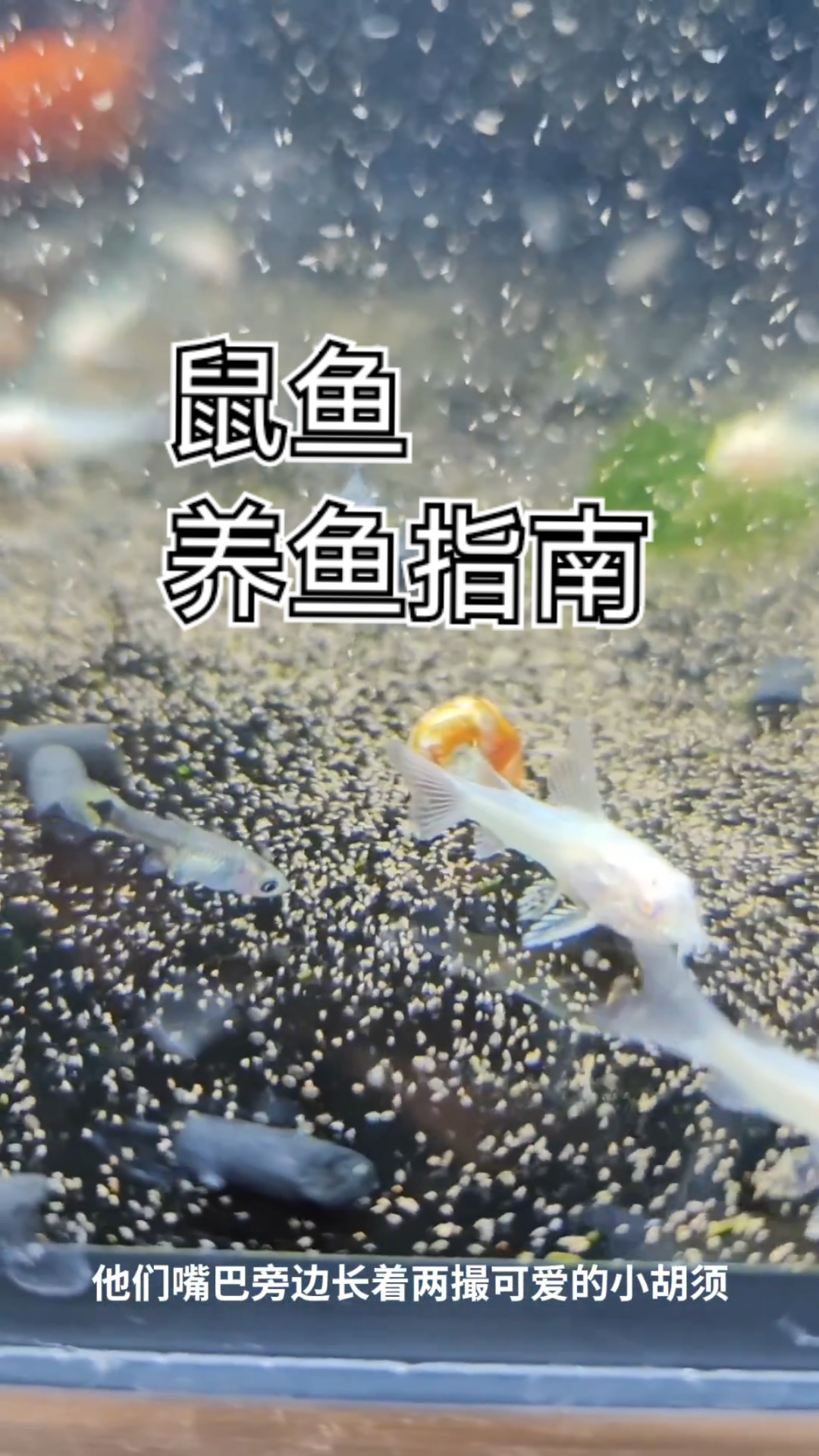 鼠鱼 养鱼方法