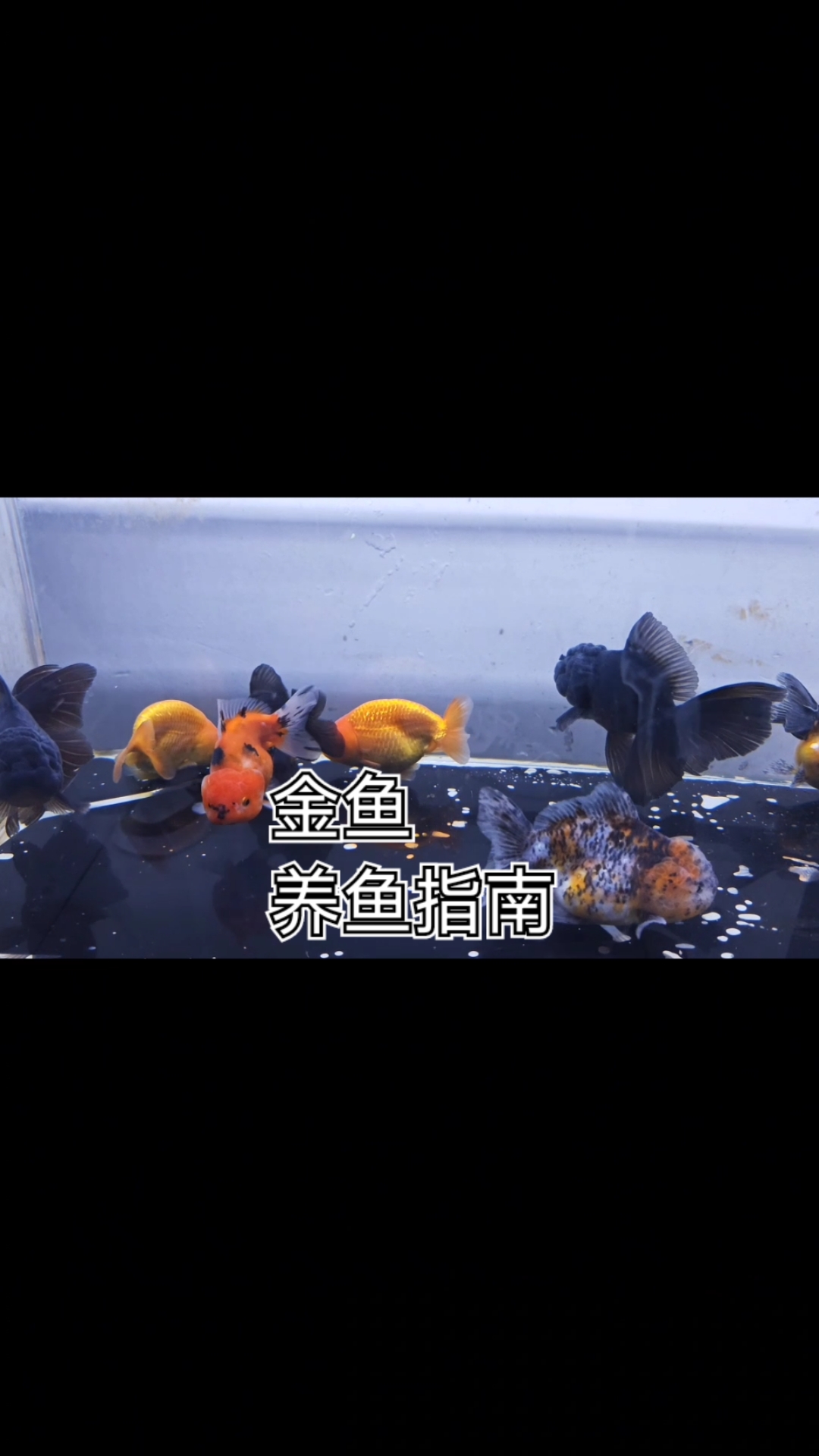 金鱼养鱼方法 兰寿狮子头龙晴