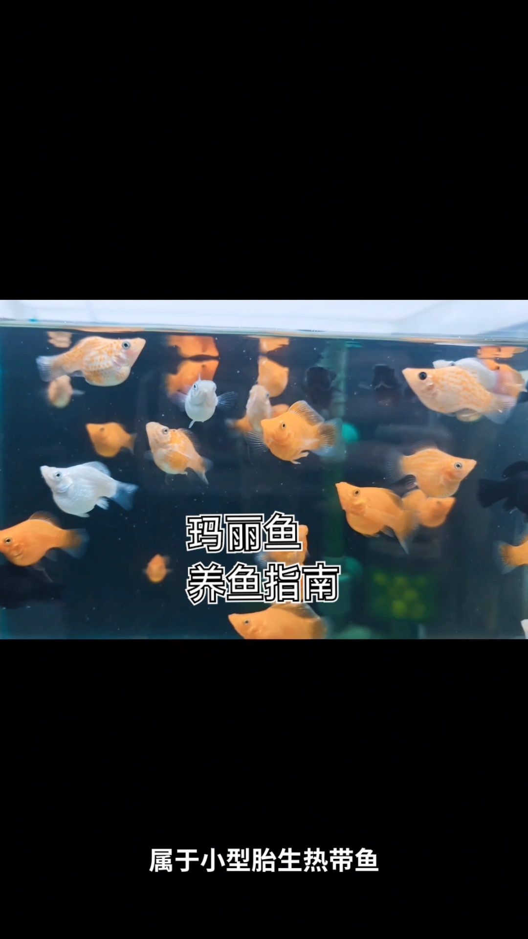 玛丽鱼 养鱼指南