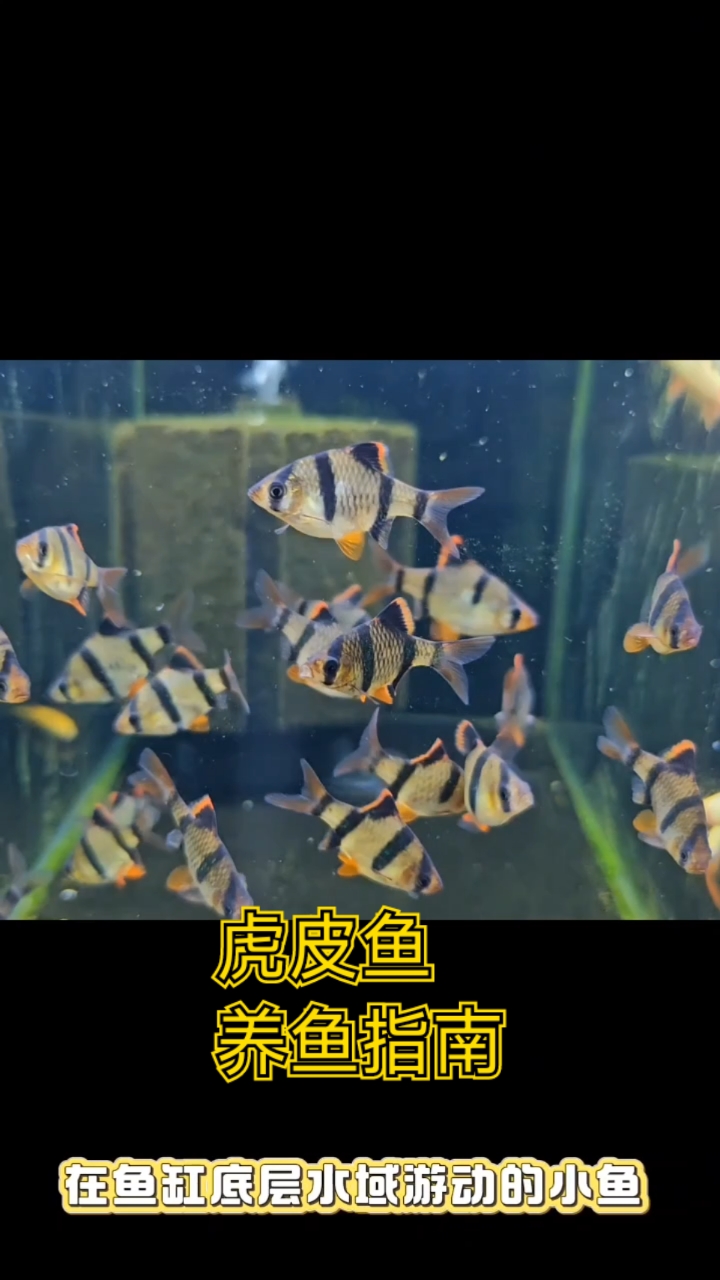 虎皮鱼养鱼指南