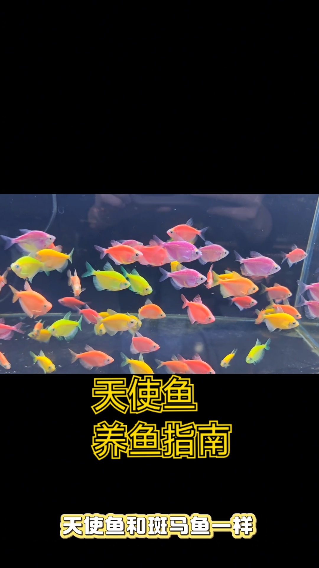 天使鱼饲养指南