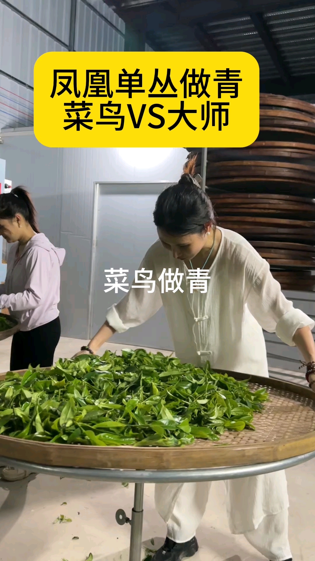 凤凰单丛做青菜鸟VS大师!