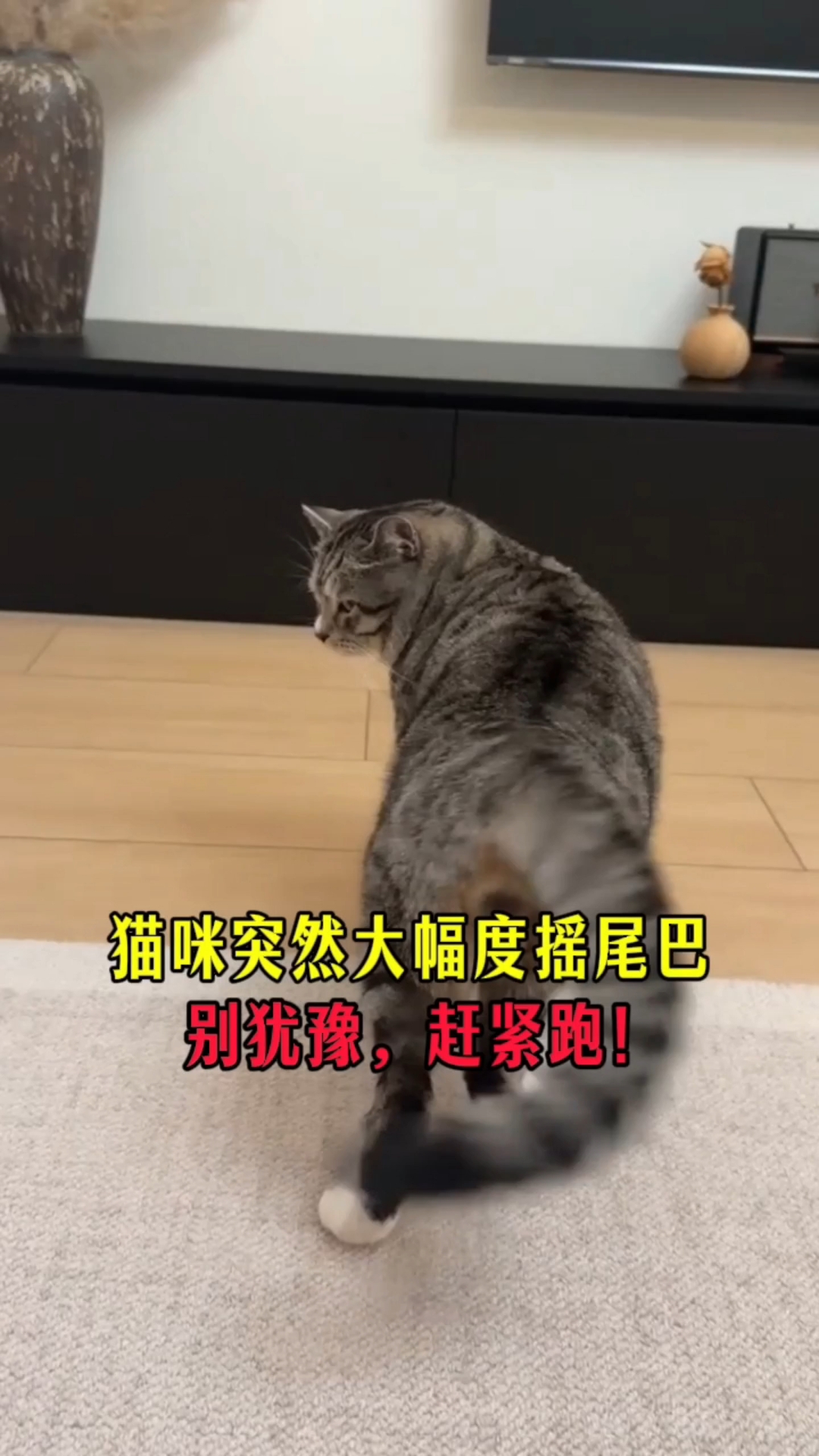 猫咪突然大幅度摇尾巴,别犹豫,赶紧跑。