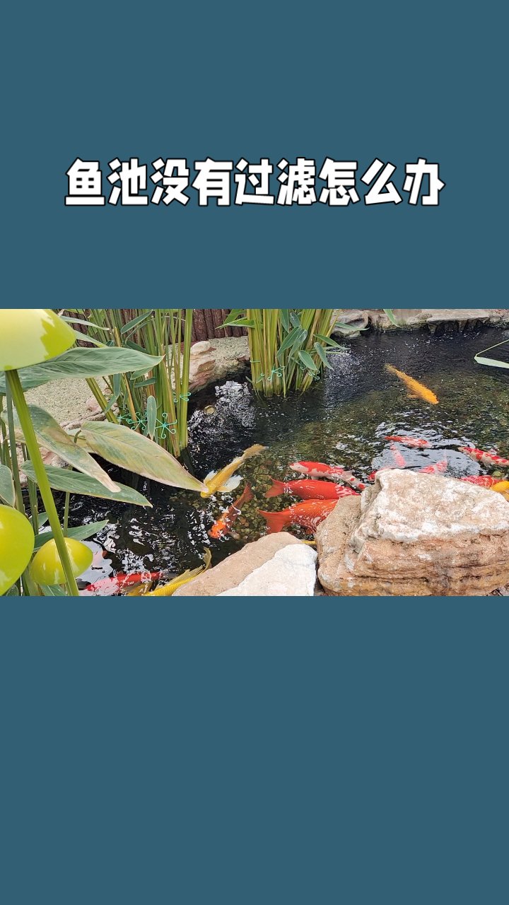 别墅庭院园林鱼池没有过滤怎么办?