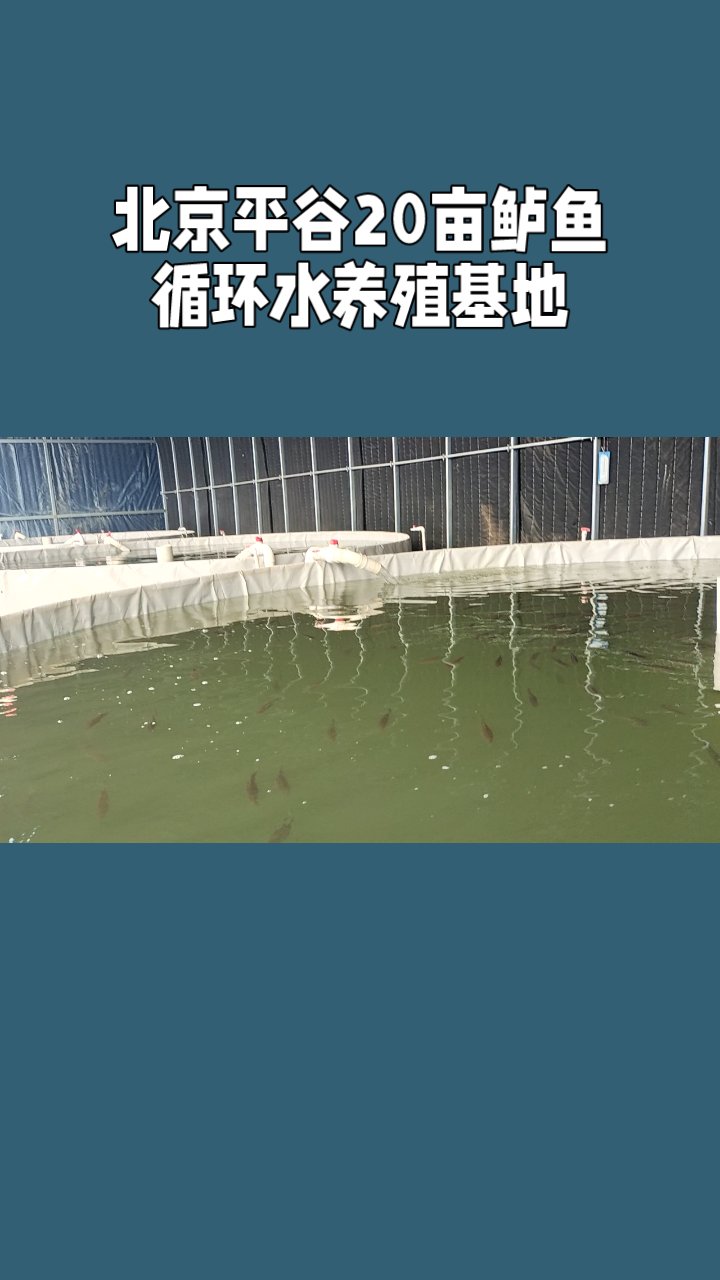 北京平谷20亩鲈鱼循环水养殖基地