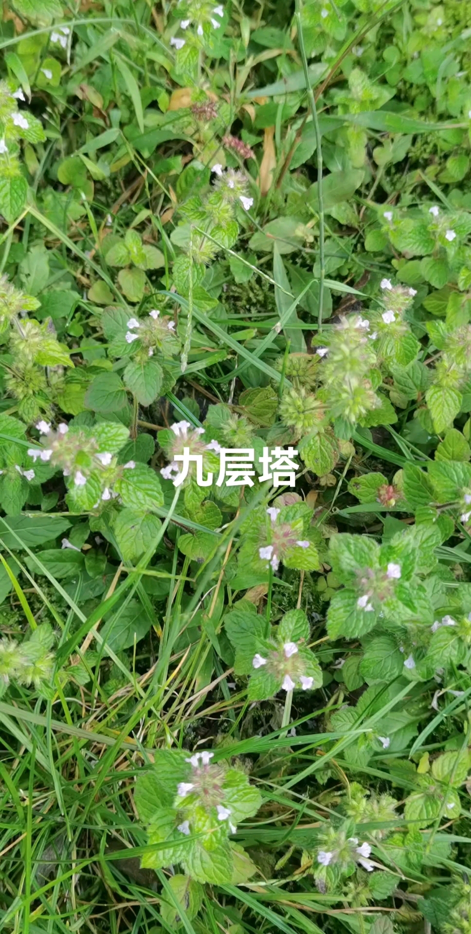 风轮菜,又名九层塔