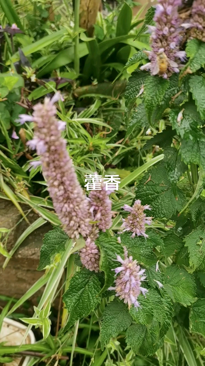 藿香：别名合香、苍告、我的家乡叫它山茴香，全草可入药##自然治愈#