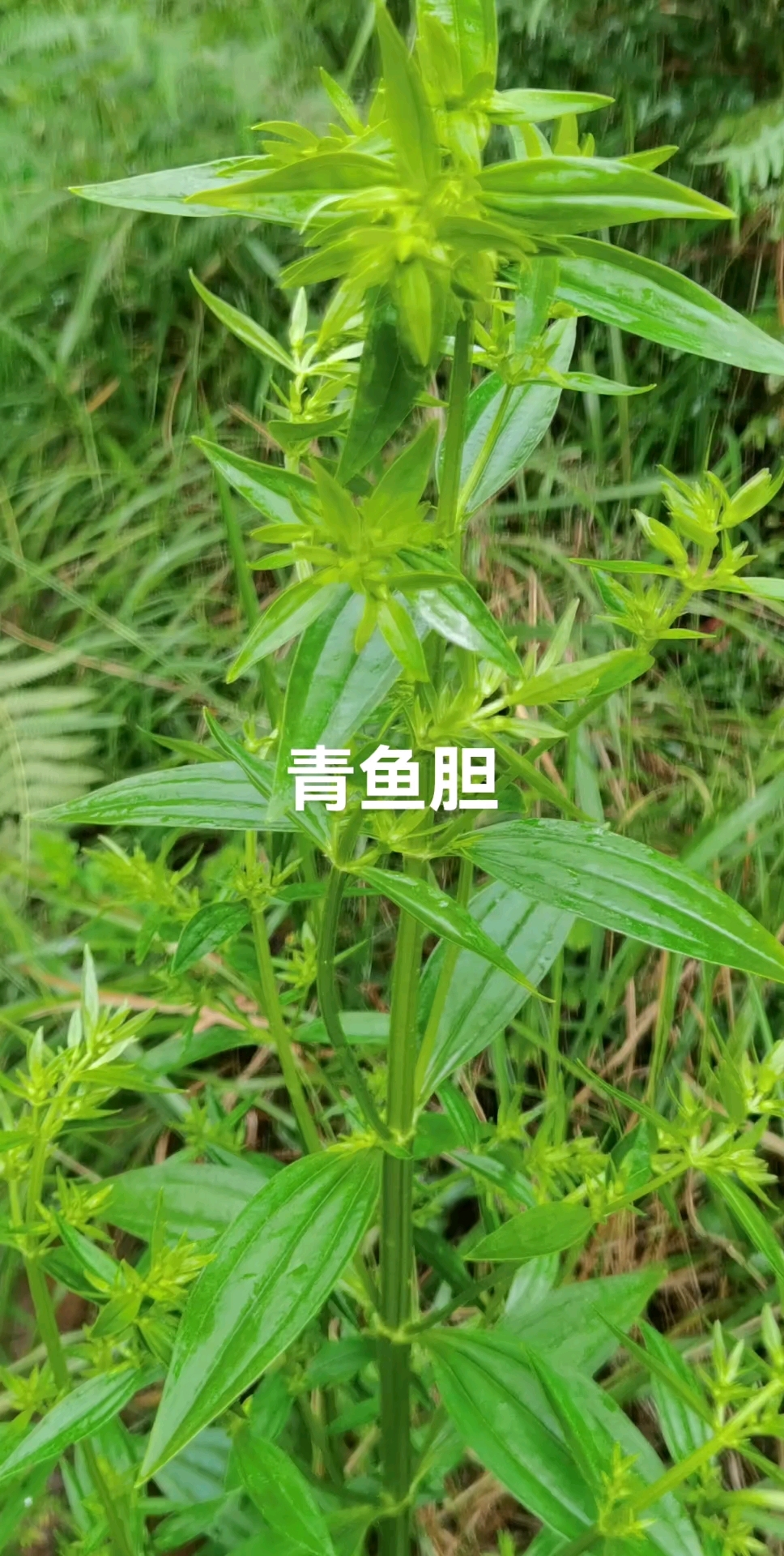 雨后遇见一颗青鱼胆中的天花板,我的家乡叫它:野蚕豆!