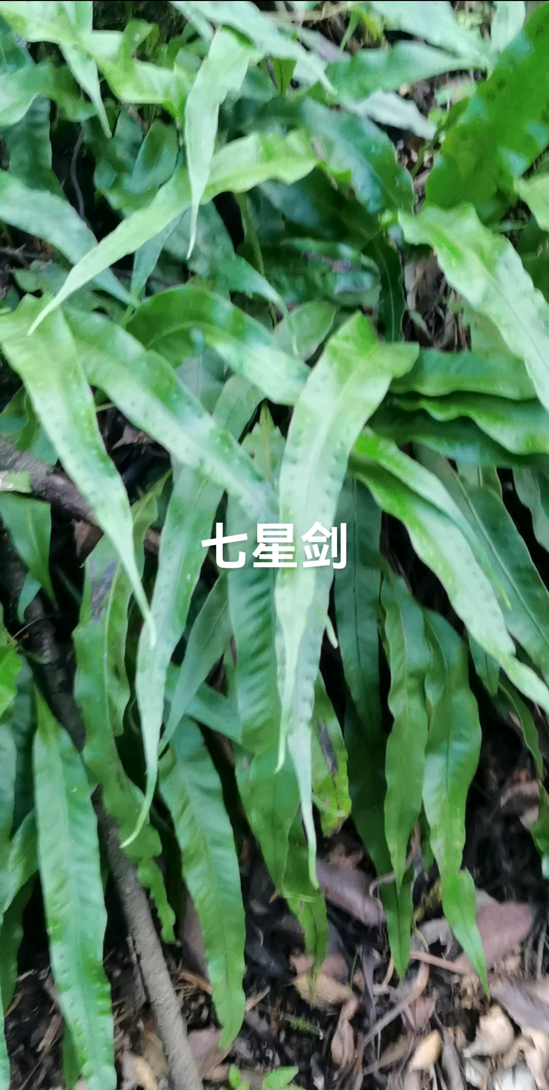 江南星蕨又名旋鸡尾,七星剑,因其叶批鳞,且有孢子群。