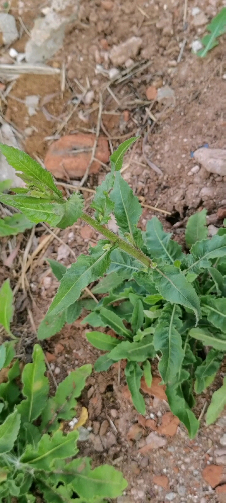 毛连菜:味苦、辛,性凉。具有泻火解毒,祛瘀止痛的功效。