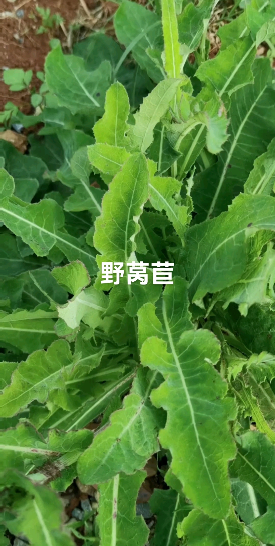 野莴苣又叫苦苣菜、苦荬菜