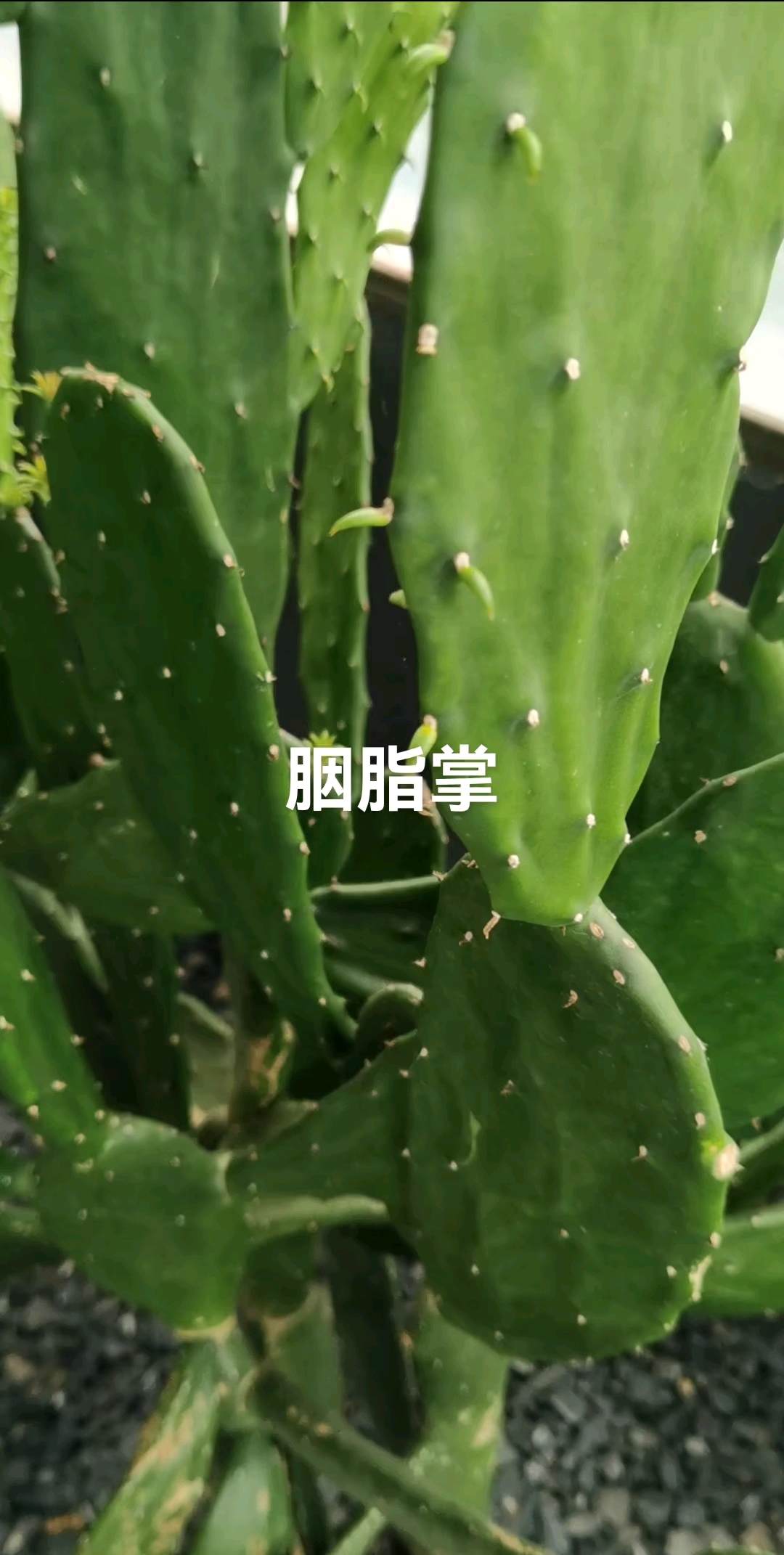 胭脂掌属于多肉植物,适合盆栽种植,供人观赏。