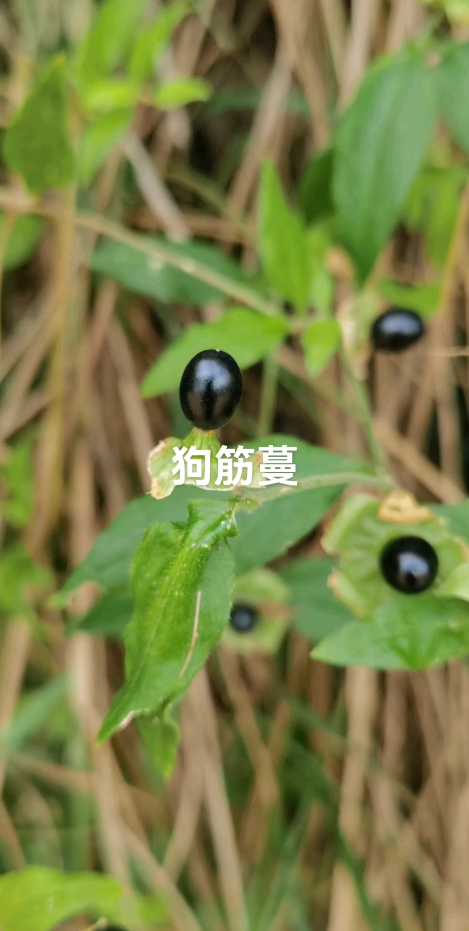 狗筋蔓:别名:鸡肠子草