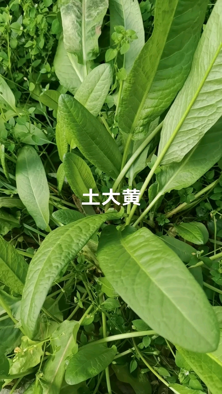 土大黄:又叫野菠菜、酸模、金不换、我的家乡叫它羊蹄根。