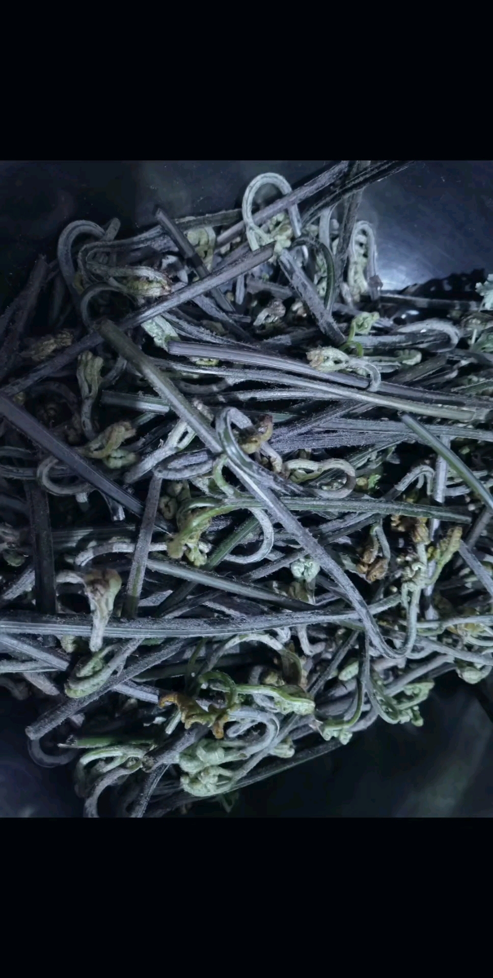 蕨菜:云南春天野菜之