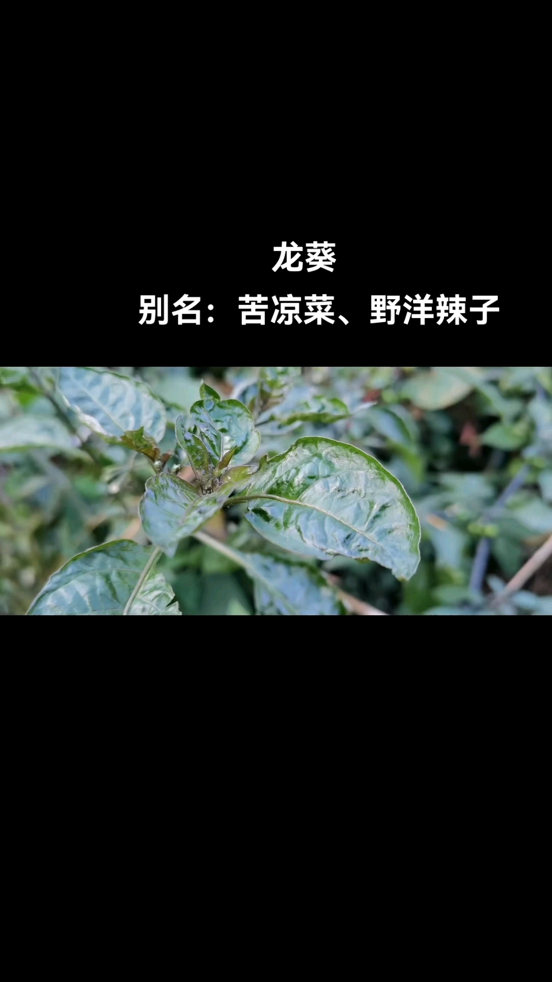 龙葵:别名:苦凉菜:野洋辣子