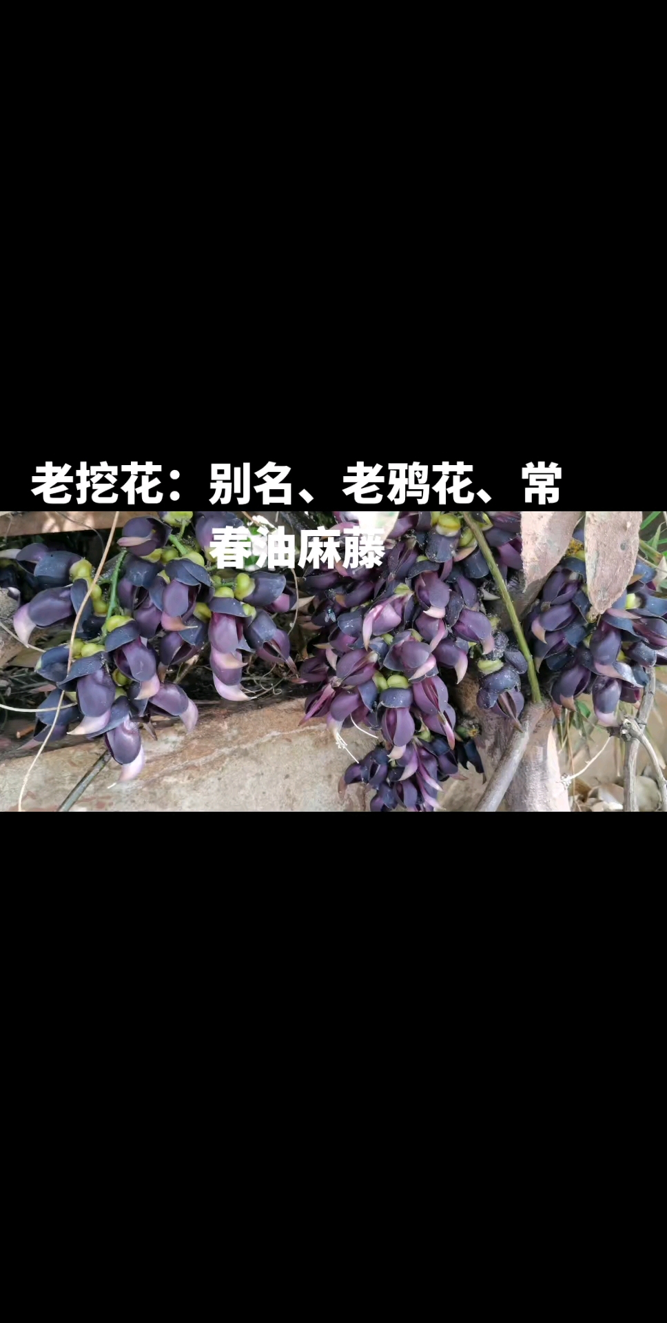 老鸦花:别名、老挖花、常春油麻藤、大血藤、牛马藤: