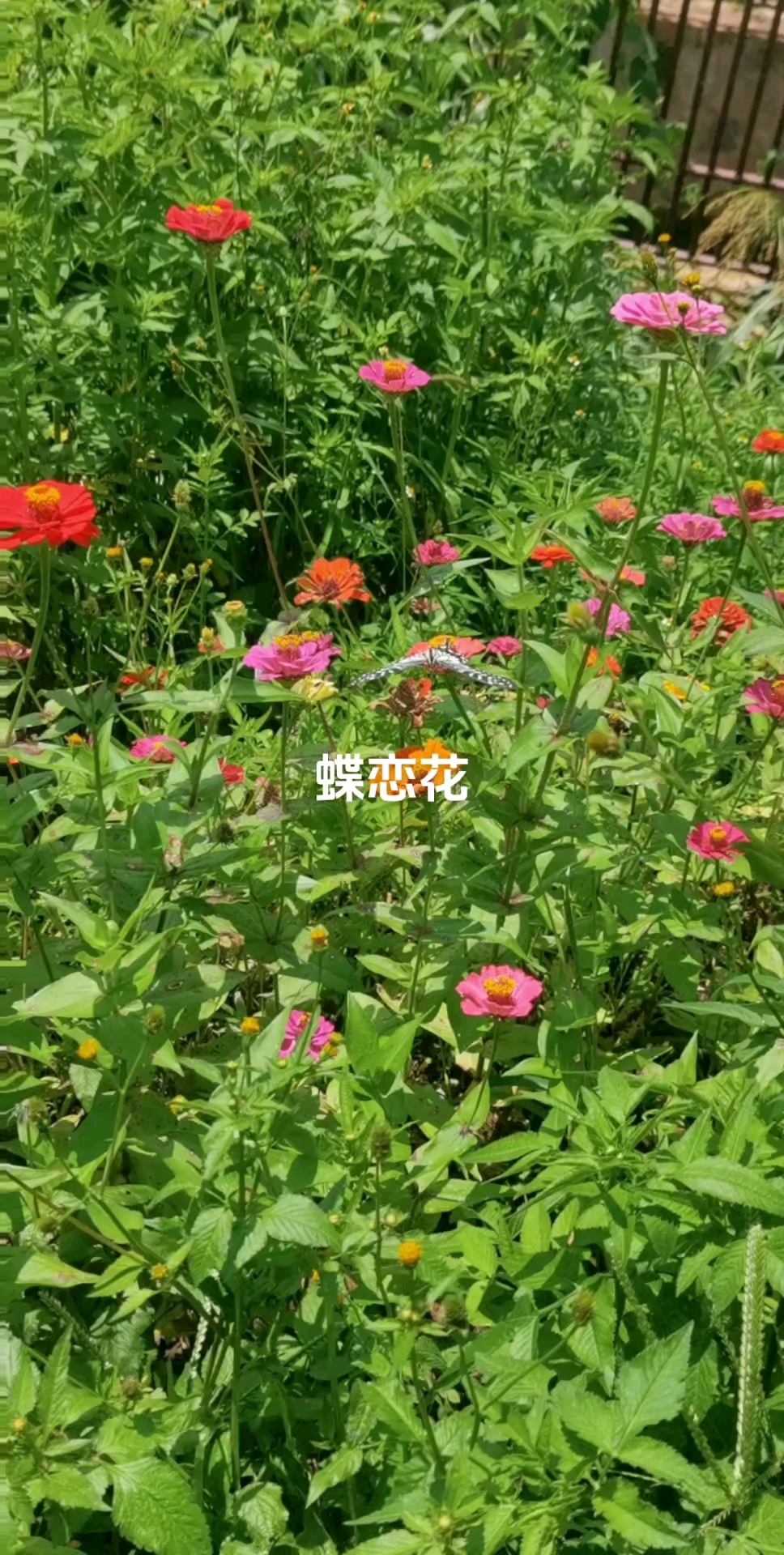 蝶恋花:家乡最美的风景线!