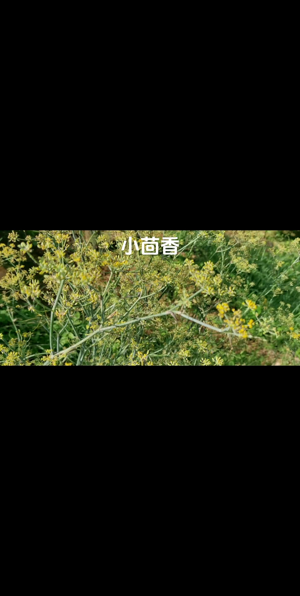 小茴香:别名、怀香籽、香丝菜