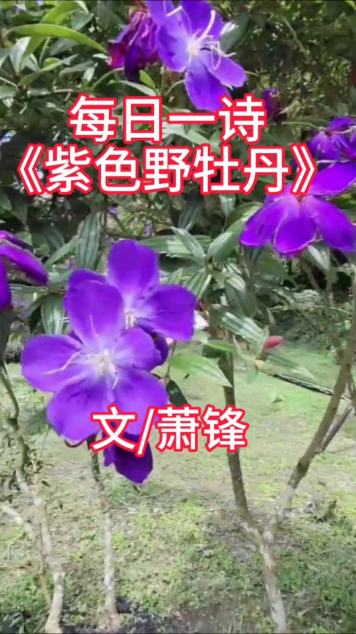 每日一诗《紫色野牡丹》