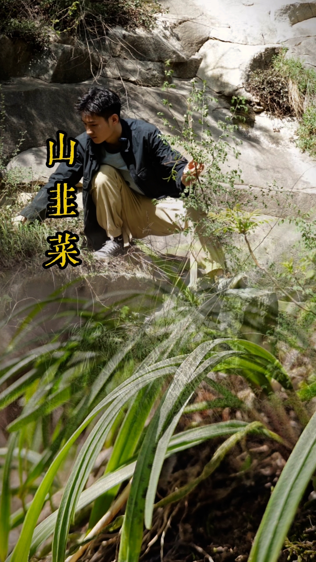 绝壁上的生命奇迹!山韭菜:用根书写倔强,以花直上九霄